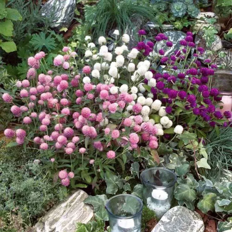Gomphrena Las Vegas Mix – Annual Flower – 10 Seeds