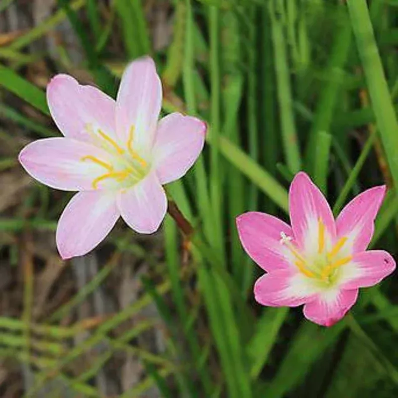 Zephyranthes mixed- Flower Bulbs (Not Seeds) – 30 bulbs