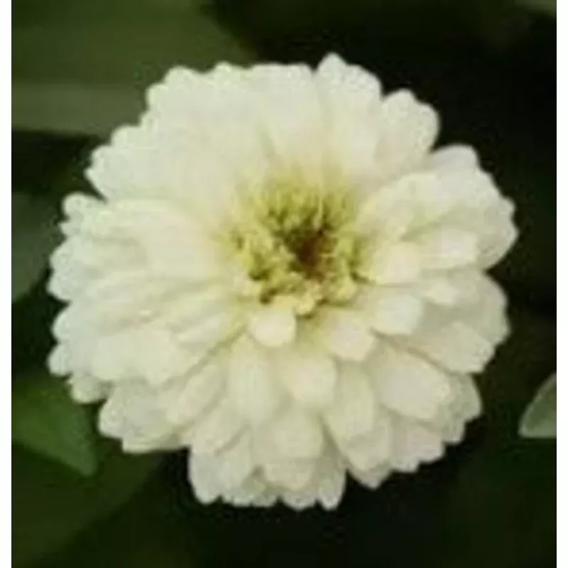Zinnia Zahara Double White – 5 seeds